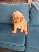 Monica, a male Goldendoodle for sale in Bristol, IN – 1 of 5