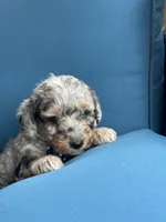 Sterling, a male Miniature Goldendoodle for sale in Bristol, IN – 2 of 4