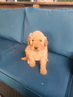 Charlie, a male Goldendoodle for sale in Bristol, IN – 4 of 5