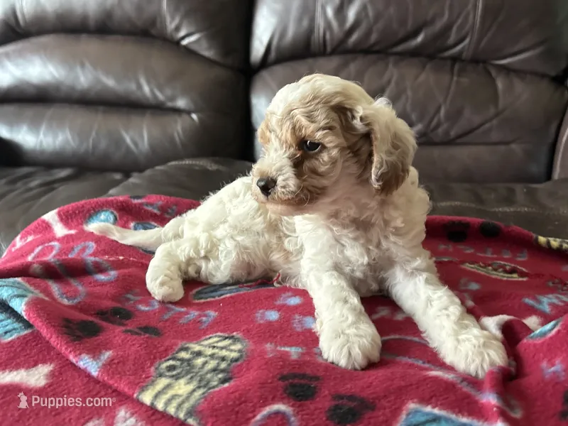 Coby – Poodle - Miniature  puppy for sale in Bristol, IN