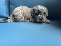Skye, a female Miniature Goldendoodle for sale in Bristol, IN – 4 of 4