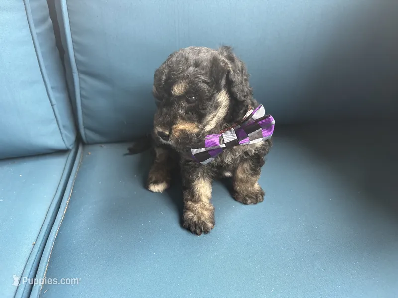 Scout – Miniature Goldendoodle puppy for sale in Bristol, IN