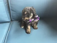 Scout, a male Miniature Goldendoodle for sale in Bristol, IN – 1 of 6