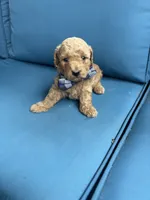 Sawyer, a male Miniature Goldendoodle for sale in Bristol, IN – 4 of 4