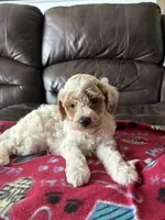 Coby, a male Poodle - Miniature  for sale in Bristol, IN – 2 of 3