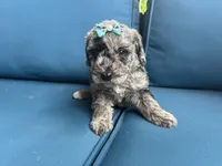 Skye, a female Miniature Goldendoodle for sale in Bristol, IN – 3 of 4