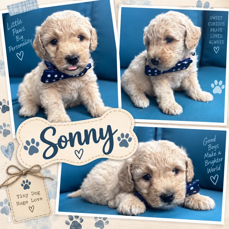 Sonny – Miniature Goldendoodle puppy for sale in Bristol, IN