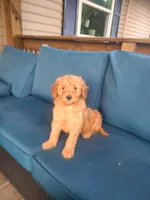 Frank, a male Goldendoodle for sale in Bristol, IN – 2 of 6