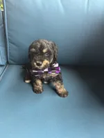 Scout, a male Miniature Goldendoodle for sale in Bristol, IN – 3 of 6