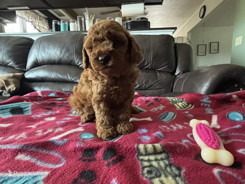 Cassie  – Poodle - Miniature  puppy for sale in Bristol, IN