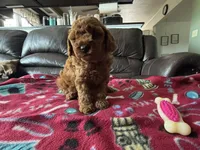 Cassie , a female Poodle - Miniature  for sale in Bristol, IN – 1 of 5