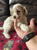 Coby, a male Poodle - Miniature  for sale in Bristol, IN – 3 of 3