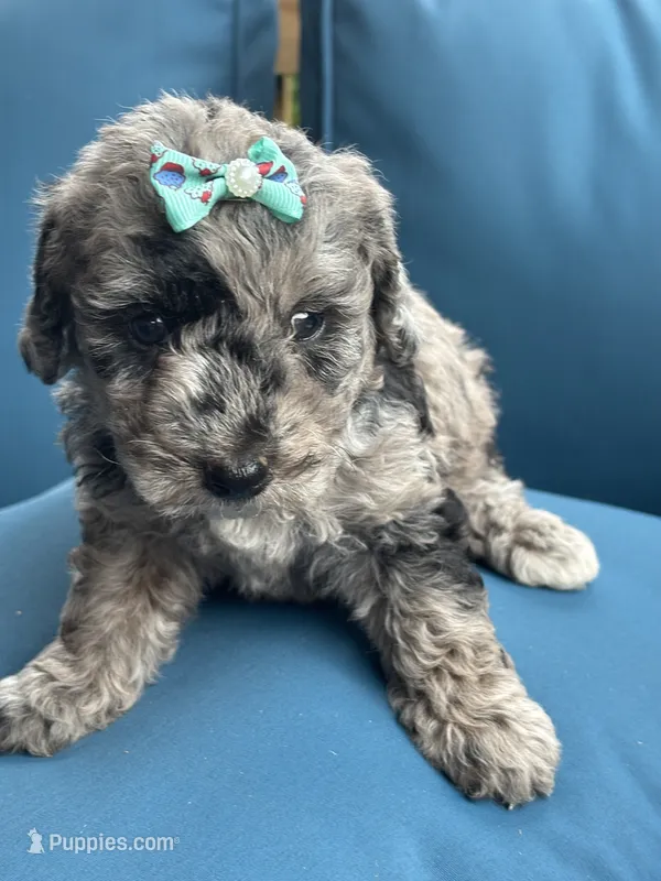 Skye – Miniature Goldendoodle puppy for sale in Bristol, IN