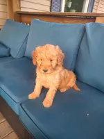 Frank, a male Goldendoodle for sale in Bristol, IN – 6 of 6