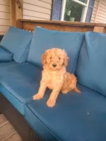 Frank, a male Goldendoodle for sale in Bristol, IN – 3 of 6