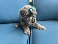 Skye, a female Miniature Goldendoodle for sale in Bristol, IN – 2 of 4