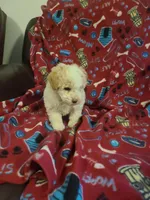 Rosy, a female Miniature Goldendoodle for sale in Bristol, IN – Photo 4 of 4