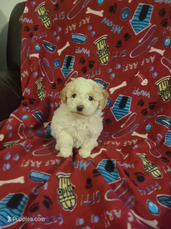 Rosy – Miniature Goldendoodle puppy for sale in Bristol, IN