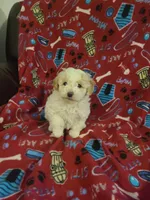 Rosy, a female Miniature Goldendoodle for sale in Bristol, IN – Photo 1 of 4