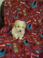 Rosy, a female Miniature Goldendoodle for sale in Bristol, IN – Photo 3 of 4