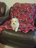 Rosy, a female Miniature Goldendoodle for sale in Bristol, IN – Photo 2 of 4