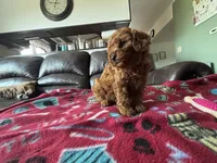 Cassie , a female Poodle - Miniature  for sale in Bristol, IN – 3 of 5