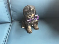 Scout, a male Miniature Goldendoodle for sale in Bristol, IN – 2 of 6