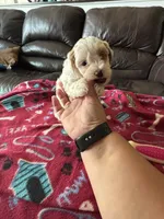 Cody , a male Poodle - Miniature  for sale in Bristol, IN – 2 of 4