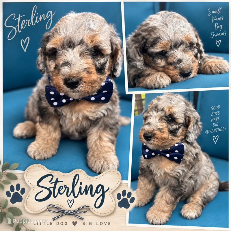 Sterling – Miniature Goldendoodle puppy for sale in Bristol, IN