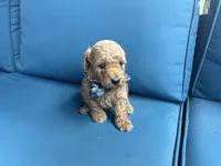 Sawyer, a male Miniature Goldendoodle for sale in Bristol, IN – 3 of 4