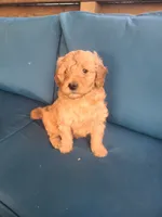 Frank, a male Goldendoodle for sale in Bristol, IN – 4 of 6
