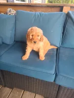Vanessa, a male Goldendoodle for sale in Bristol, IN – 5 of 6