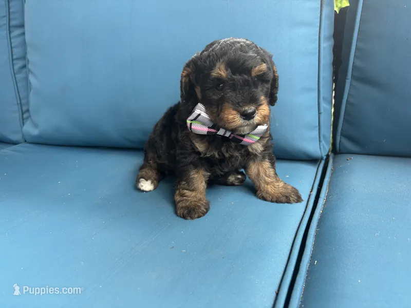 Sully – Miniature Goldendoodle puppy for sale in Bristol, IN