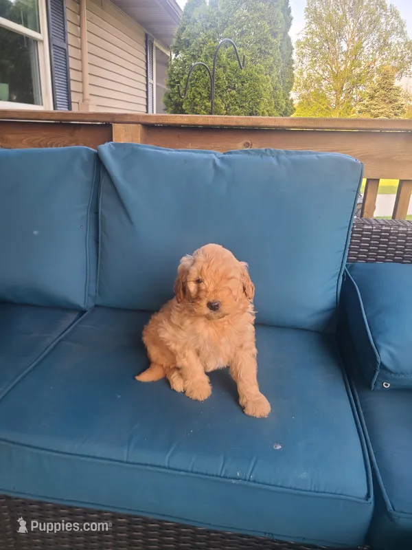 Charlie – Goldendoodle puppy for sale in Bristol, IN