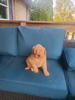 Charlie, a male Goldendoodle for sale in Bristol, IN – 1 of 5