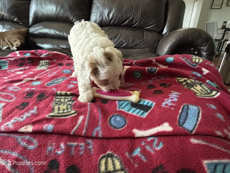 Cody  – Poodle - Miniature  puppy for sale in Bristol, IN