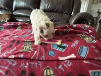 Cody , a male Poodle - Miniature  for sale in Bristol, IN – 1 of 4