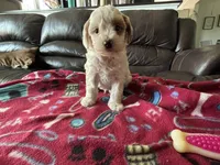 Cody , a male Poodle - Miniature  for sale in Bristol, IN – 3 of 4