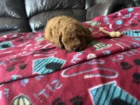 Cassie , a female Poodle - Miniature  for sale in Bristol, IN – 5 of 5