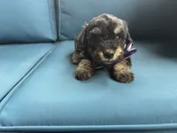 Scout, a male Miniature Goldendoodle for sale in Bristol, IN – 5 of 6