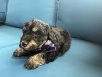 Scout, a male Miniature Goldendoodle for sale in Bristol, IN – 4 of 6