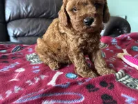 Cassie , a female Poodle - Miniature  for sale in Bristol, IN – 4 of 5
