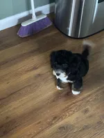 Maggie , a female Miniature Bernedoodle for sale in Bristol, IN – Photo 2 of 3