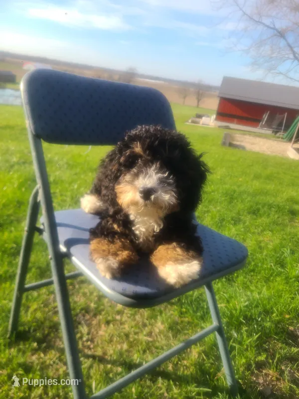 Maggie  – Miniature Bernedoodle puppy for sale in Bristol, IN