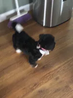 Maggie , a female Miniature Bernedoodle for sale in Bristol, IN – Photo 3 of 3