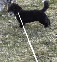 Maggie , a female Miniature Bernedoodle for sale in Bristol, IN – Photo 1 of 3
