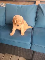 Vanessa, a male Goldendoodle for sale in Bristol, IN – 2 of 6