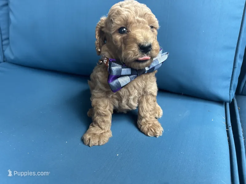 Sawyer – Miniature Goldendoodle puppy for sale in Bristol, IN