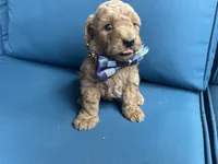 Sawyer, a male Miniature Goldendoodle for sale in Bristol, IN – 1 of 4