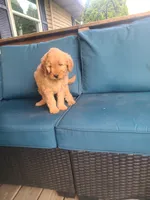 Monica, a male Goldendoodle for sale in Bristol, IN – 5 of 5